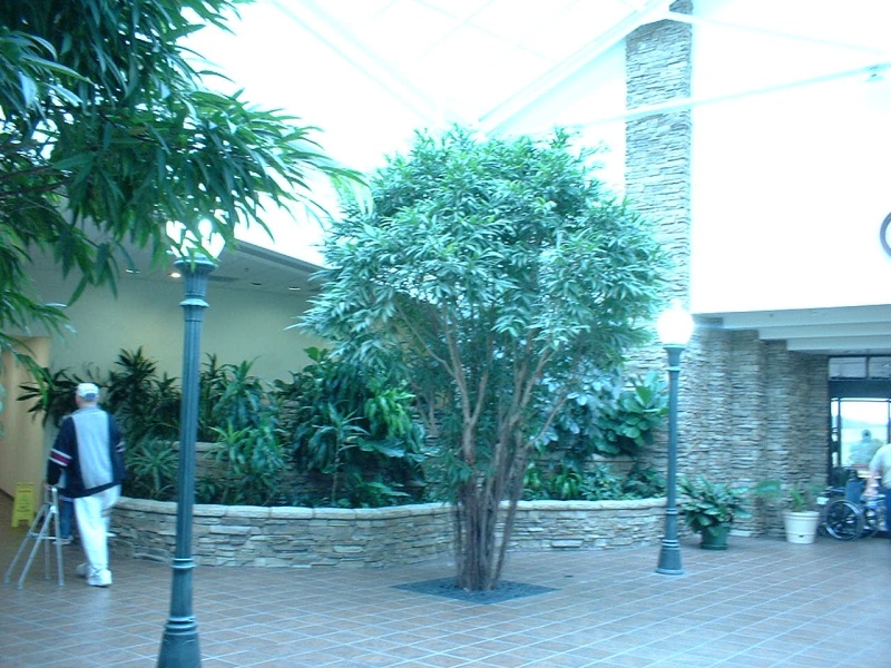 I love trees. This hospital was beautiful!